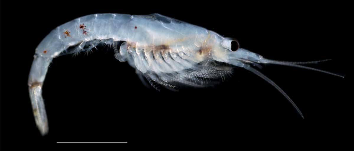 出典：http://plankton.image.coocan.jp/Crustacea3-2-1-1.html