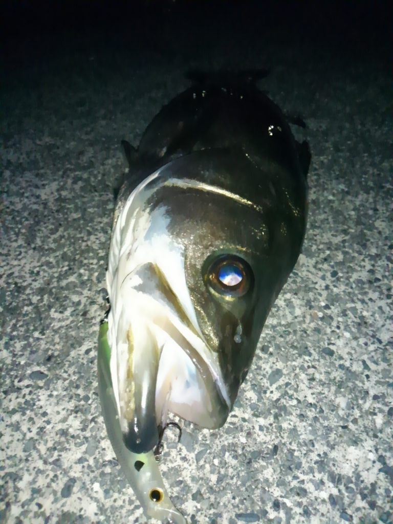 アイマ サスケ1裂波にそっくりなルアーで釣れるか